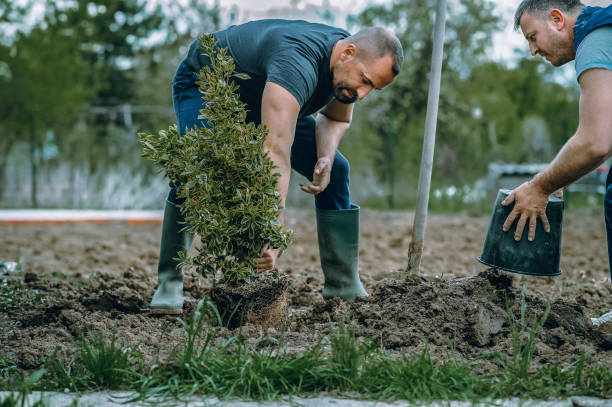 Trusted Dry Ridge, OH Tree Services Experts